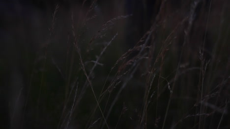 Young-man-standing-in-cornfield-an-looking-th-the-side-at-dawn