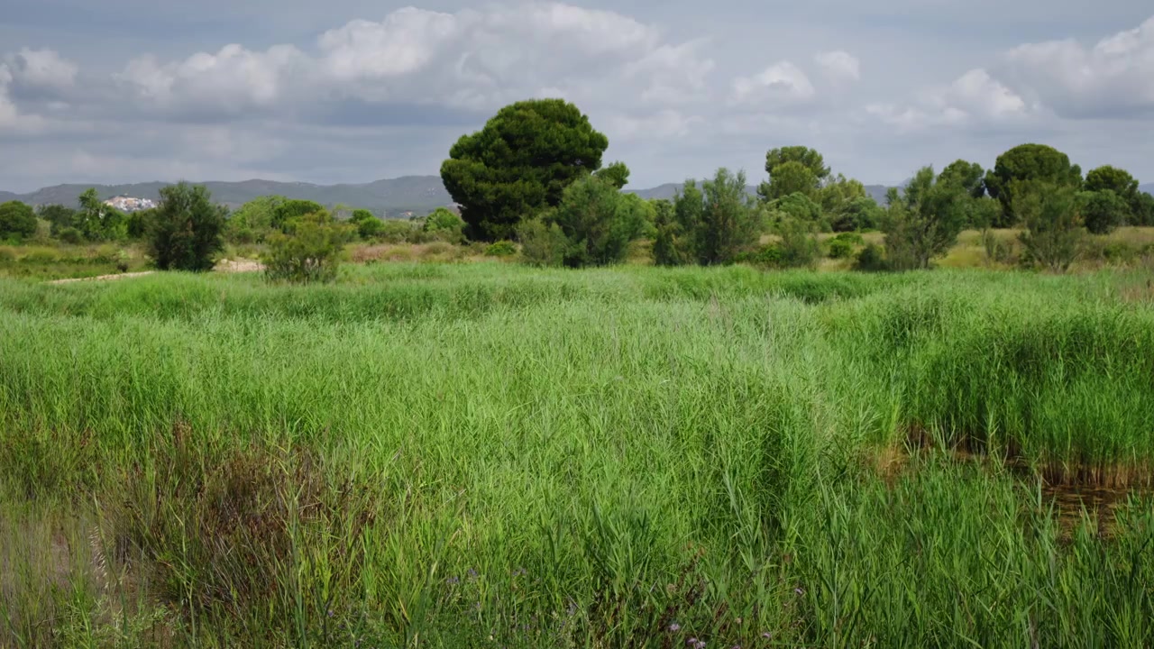 Paesaggio di zone umide della riserva naturale di Les Madrigueres vicino alla spiaggia di Sant Salvador a El Vendrell, Catalogna, caratterizzato da canneti, vegetazione palustre e habitat protetto per gli uccelli sotto un cielo nuvoloso.