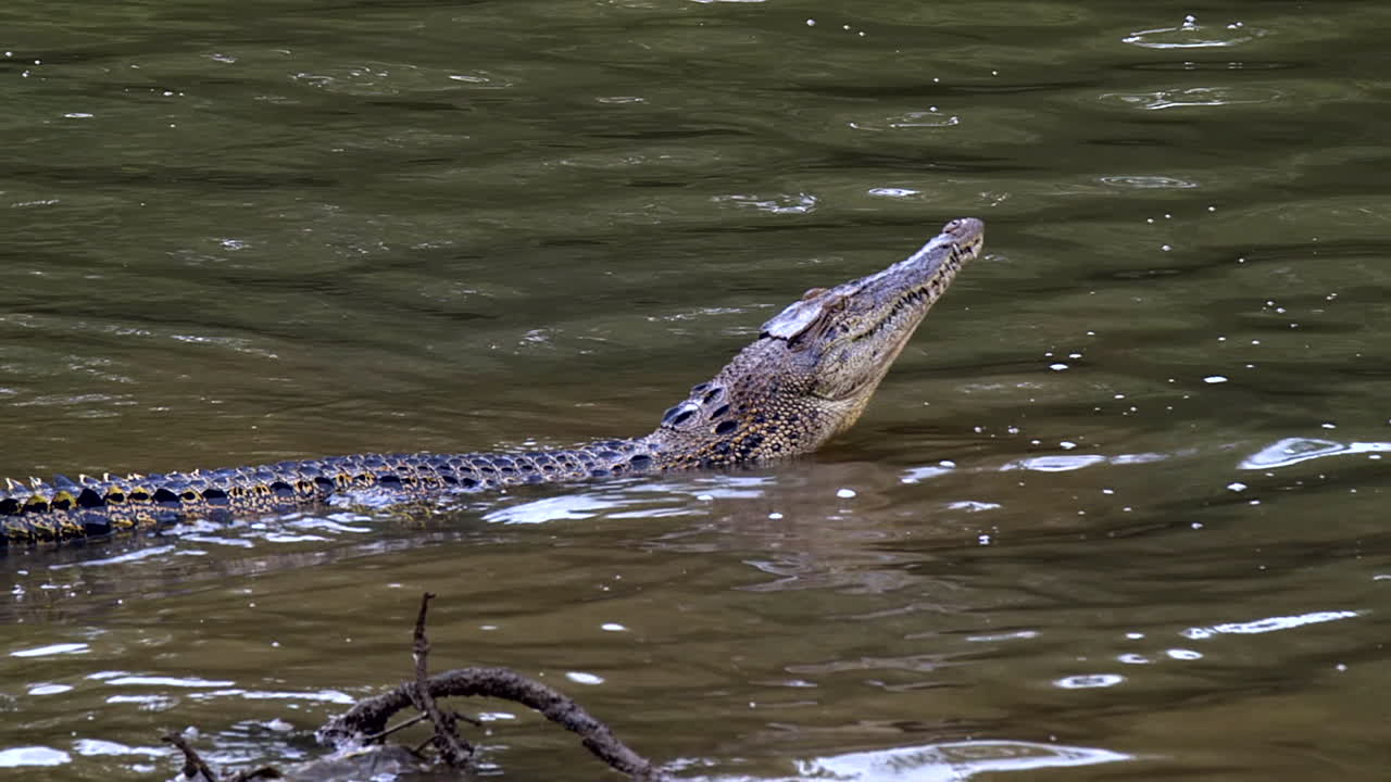 un cocodrilo estuarino juvenil levantando la cabeza mientras se sumerge en el agua - cámara lenta