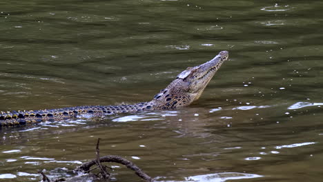 a juvenile estuarine crocodile raising it's head while submerged in water - slow motion