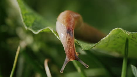 Große-Nacktschnecke-Im-Grünen-Gras.-Erstaunliches-Wirbelloses