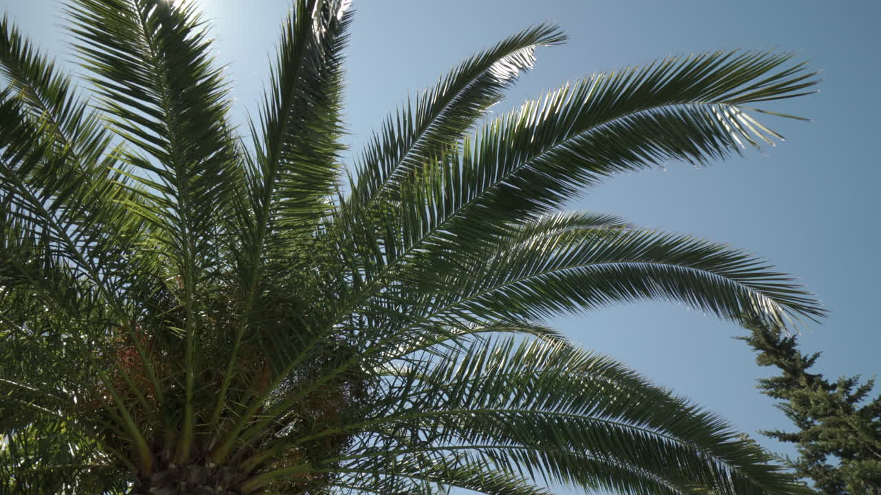 Ripresa orbitante di una palma in una giornata estiva, con lo sguardo rivolto al sole per creare un effetto flare sull'obiettivo. Gimbal, slow motion 4K.