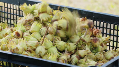 Ripe-hazelnuts-in-nutshells-are-poured-into-box-in-garden,-big-pile-of-raw-fresh-picked-nuts-fruit