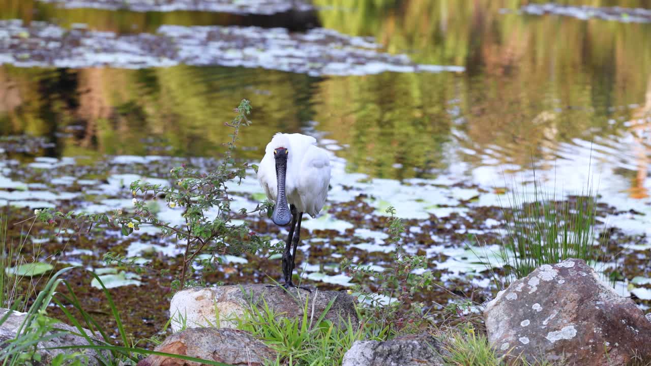 pájaro de la cuchara cerca del estanque en los jardines botánicos