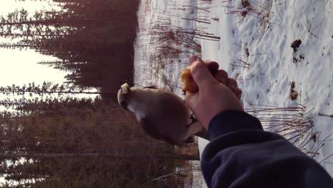 Alimentando-A-Un-Pájaro-Jack-De-Whisky-Salvaje-Mientras-Está-Posado-En-La-Mano-En-Invierno-En-El-Norte-De-Alberta,-Canadá