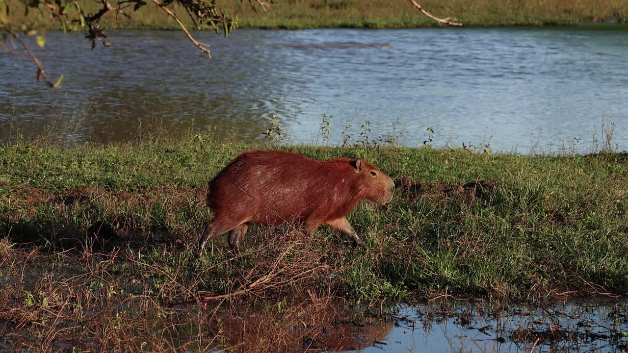 Capivara, capybara walking in a wetland, free in nature, Pantanal, Brazil