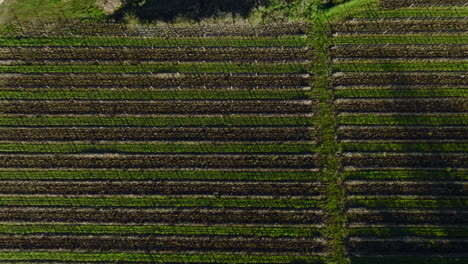 Vast-Vineyard-Landscape-In-Central-Istria,-Buzet-Region-In-Croatia---aerial-shot