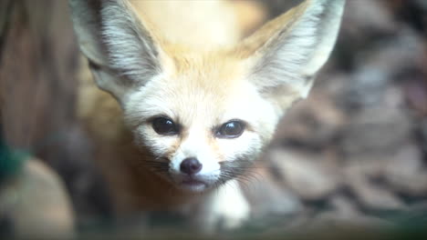primer plano de un zorro fennec sahariano