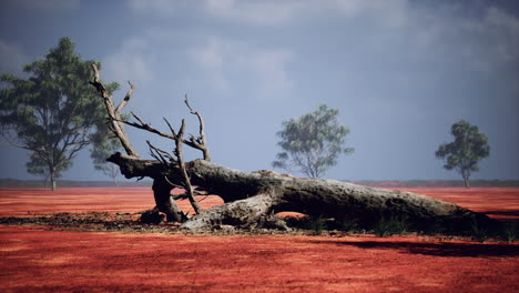 el árbol de acacia en el masai mara