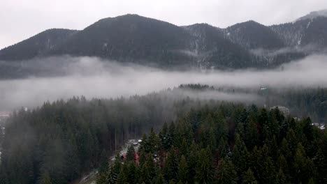 pine tree forest shrouded by fog and clouds in the mountain in poiana brasov, romania