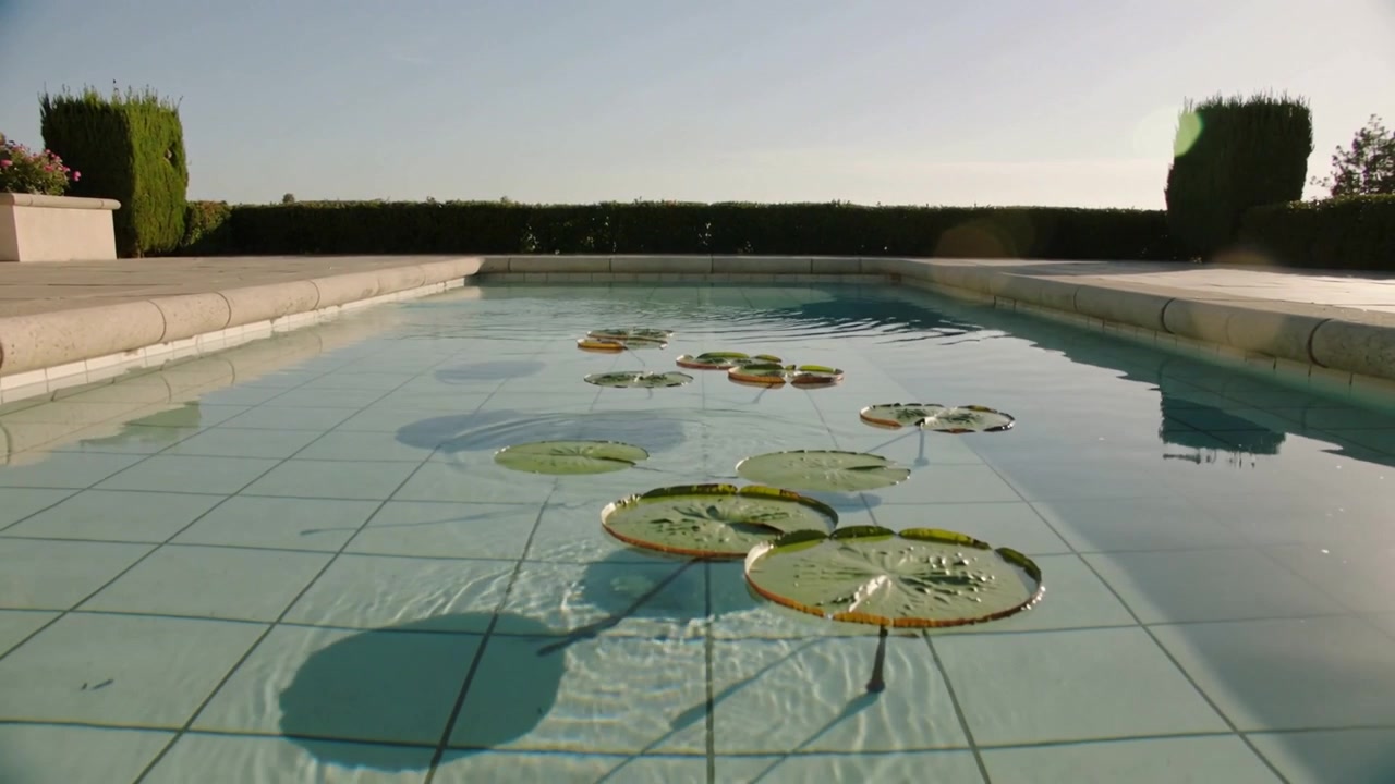 Gliding lily pads drifting on pool, breeze rippling water and camera moving capturing lens flare