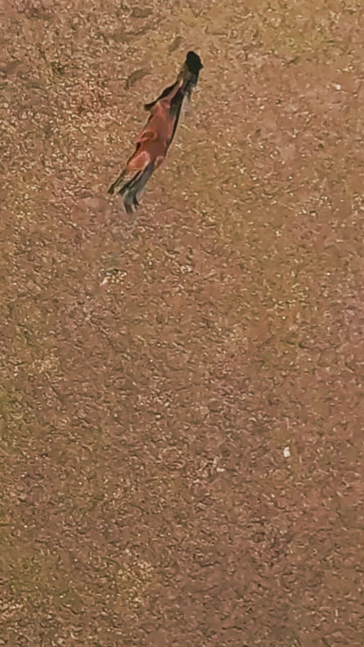 Wild brown equine animal runs along prairie field aerial view. Healthy chestnut horse lives active life in protected natural reservation slow motion