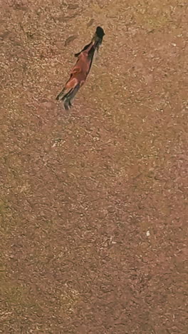bruin wild paard loopt langs de prairie veld luchtbeeld gezond kastanje paard leeft actief leven in beschermd natuurreservaat langzame beweging