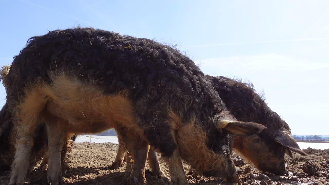 Mangalitsa Pigs in a Muddy Field