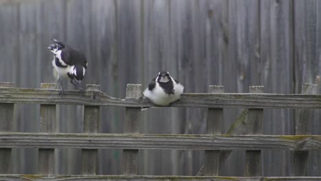 magpie-lark mudlark aterriza en la valla de la valla australia maffra gippsland victoria en cámara lenta