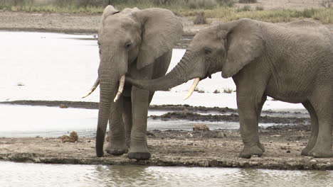 african elephant bulls, one showing affection to the other with his trunk