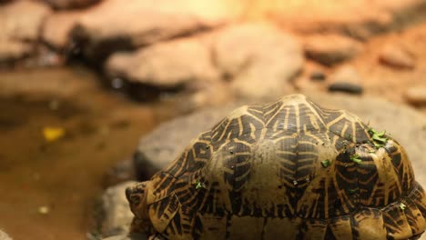 tortoise moving near water and rocks