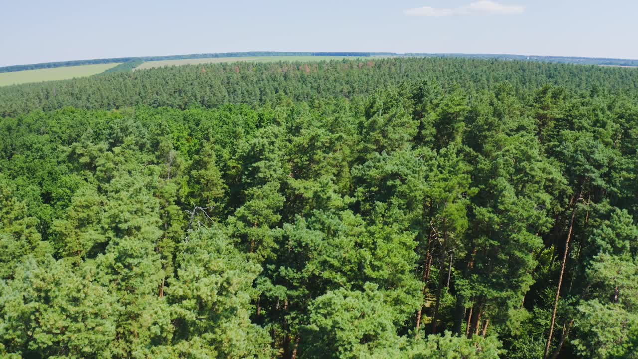 Forest seamless pattern. View from above. Aerial view from dron on wood or forest with green trees.