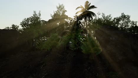 Sunset-Beams-through-Palm-Trees