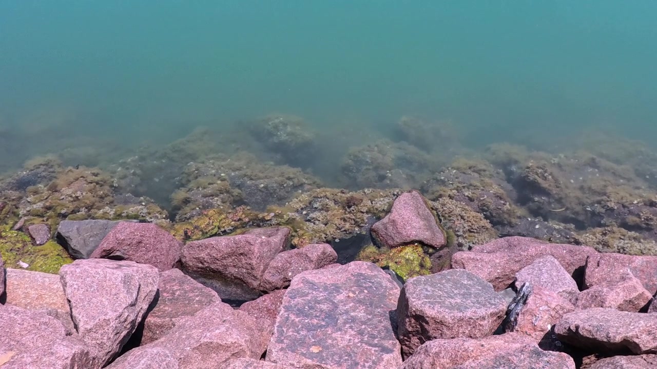 Costa rocciosa con acqua calma, limpida e verde e alghe sottomarine.