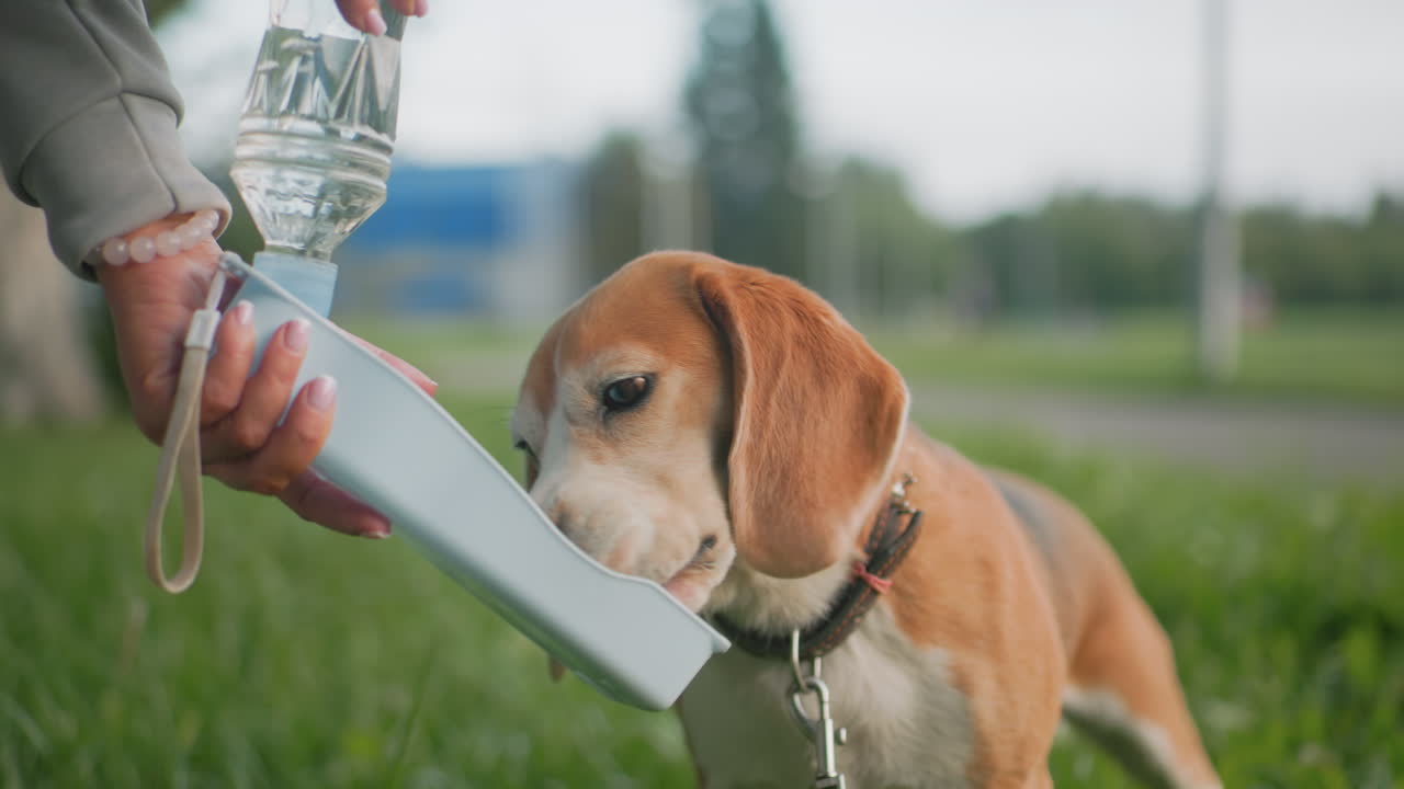 Golden Retriever drinking water from portable bottle plate held by owner on green grass during outdoor walk sunny day refreshing pet hydration moment adorable dog enjoying fresh drink calm scene