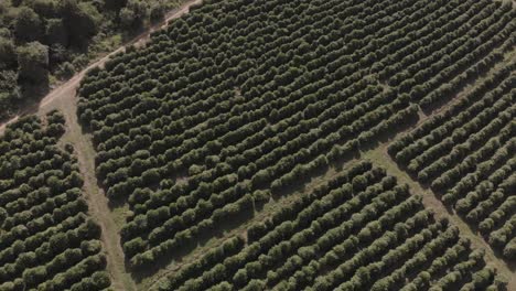 drone flight over coffe plantation in brazil