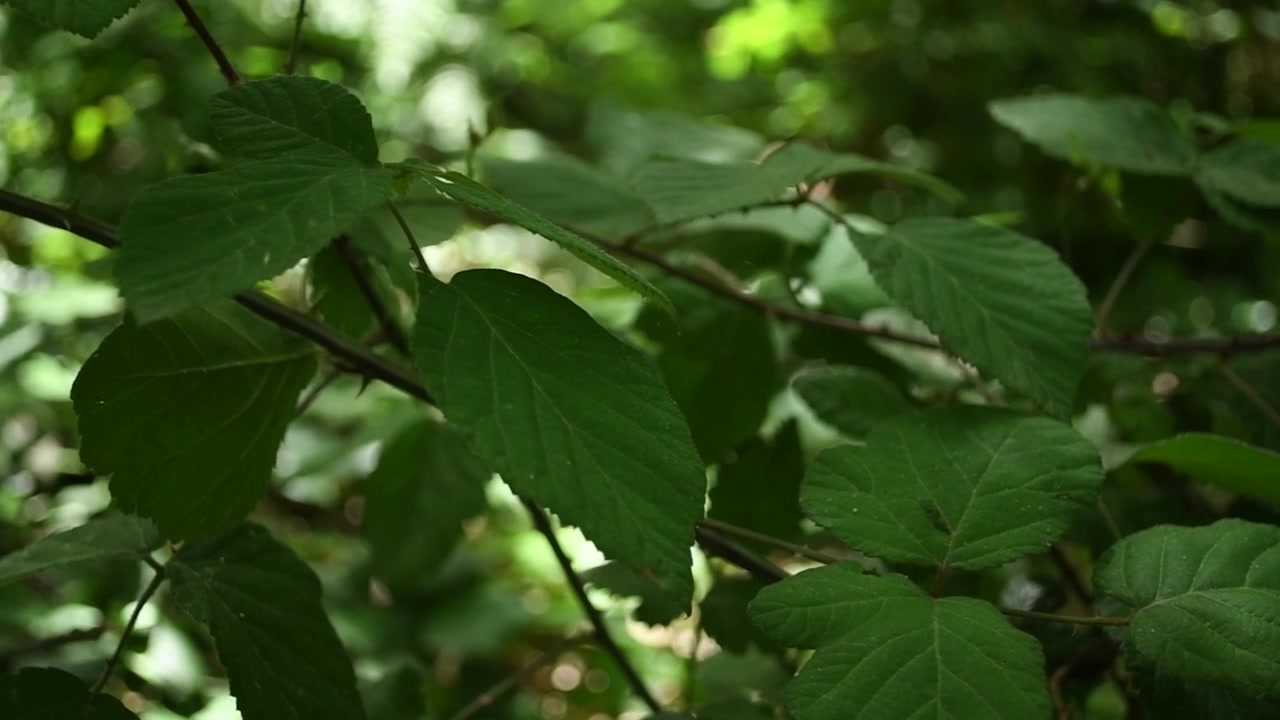 Near view of the leaves in a forest. The camera scroll showing the leaves of a plant with nice green colors.