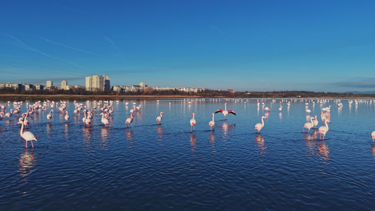 Flamingos gather in water near city buildings on a clear day