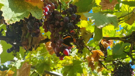 red admiral butterfly eating grapes