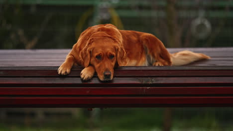 portrait of a beautiful purebred golden retriever, resting and waiting on a wooden swing bench