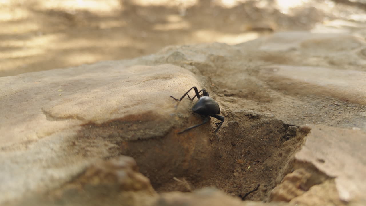 Closeup of Darkling Beetle Slowing Crawling on Rock on a Dry Summer Day in Desert Terrain