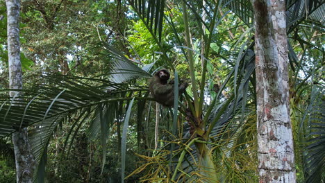 bird's-eye view: sloth amidst the vibrant foliage of costa rica.