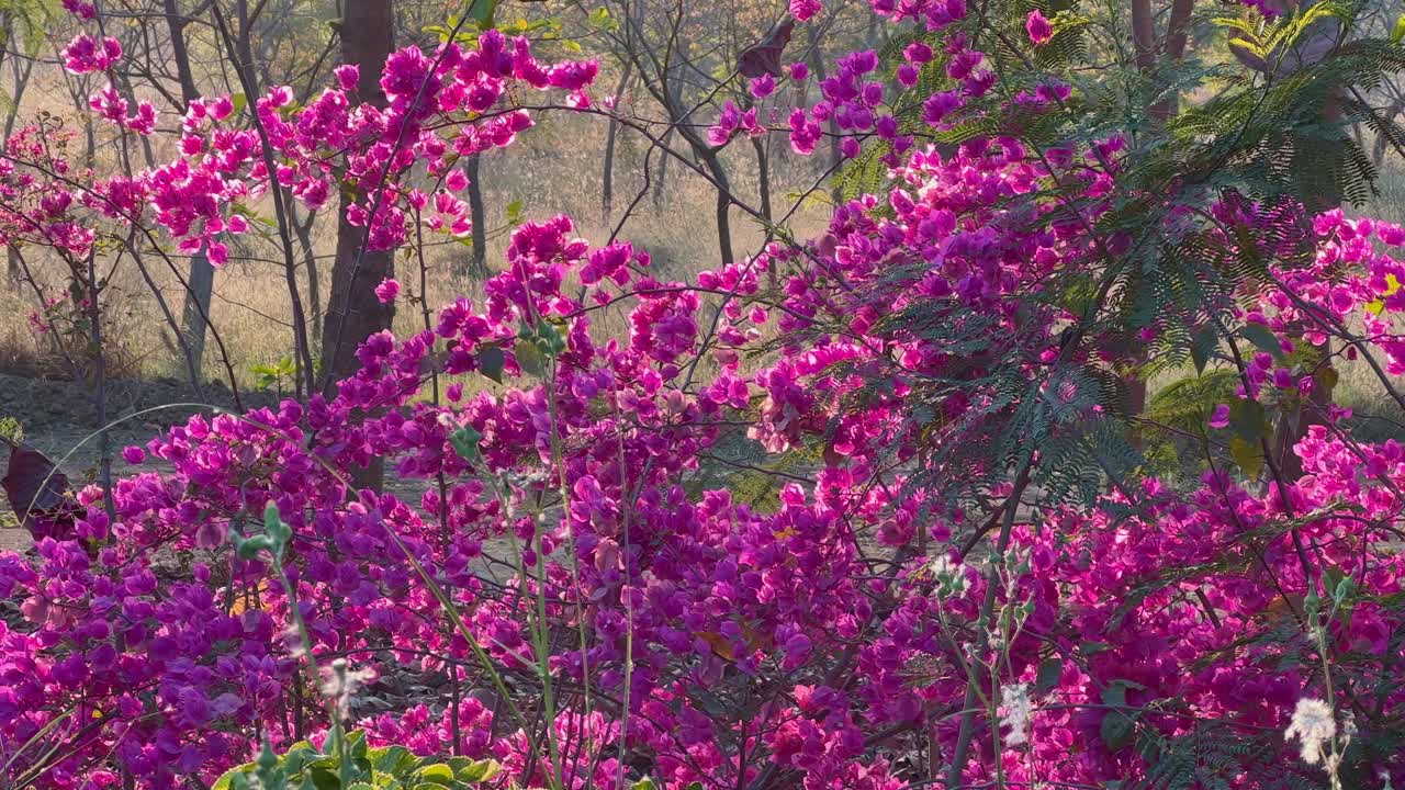 beautiful pink bougainvillea flowers in the garden