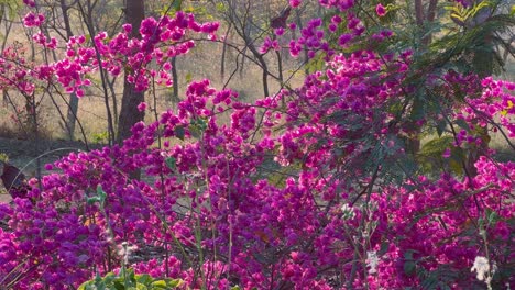 beautiful pink bougainvillea flowers in the garden