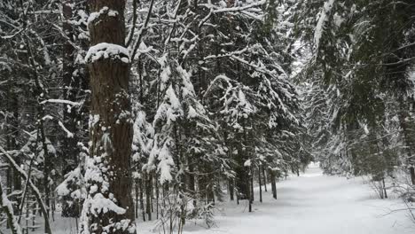 winter forest with a lot of snow on trees.