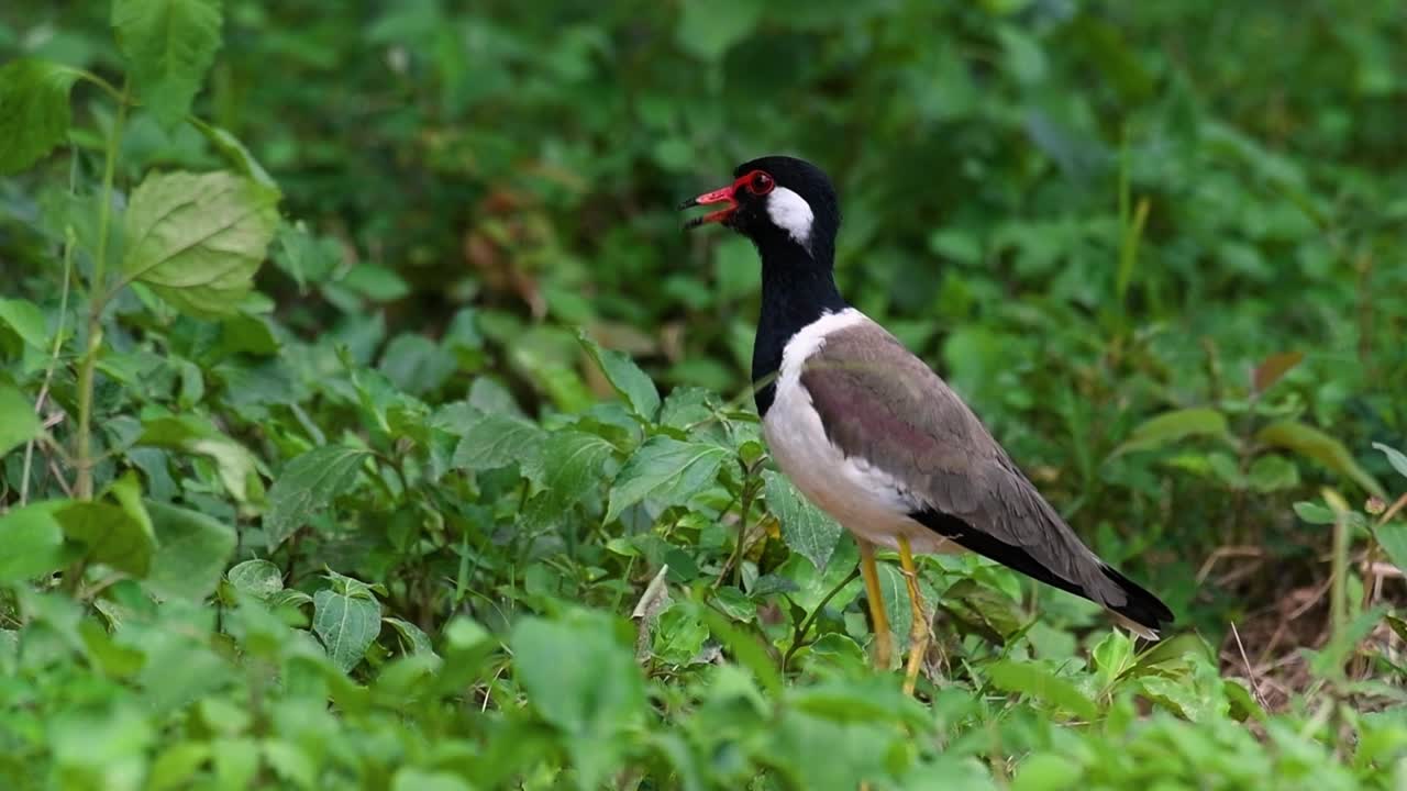 el avefría de barbas rojas es una de las aves más comunes de tailandia