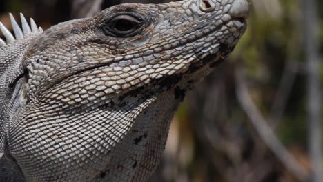 extreme close up view of scaly iguana face in sunny jungle