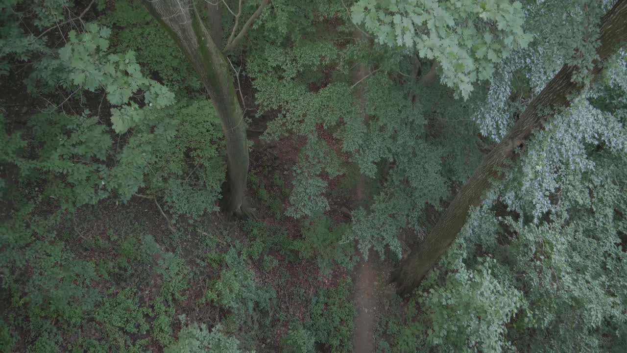 Overhead shot of forest floor, Wissahickon Creek, Philadelphia, PA