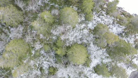 Lake-island-with-big-green-trees-covered-in-snow-in-the-middle-of-a-frozen-lake-in-Norway