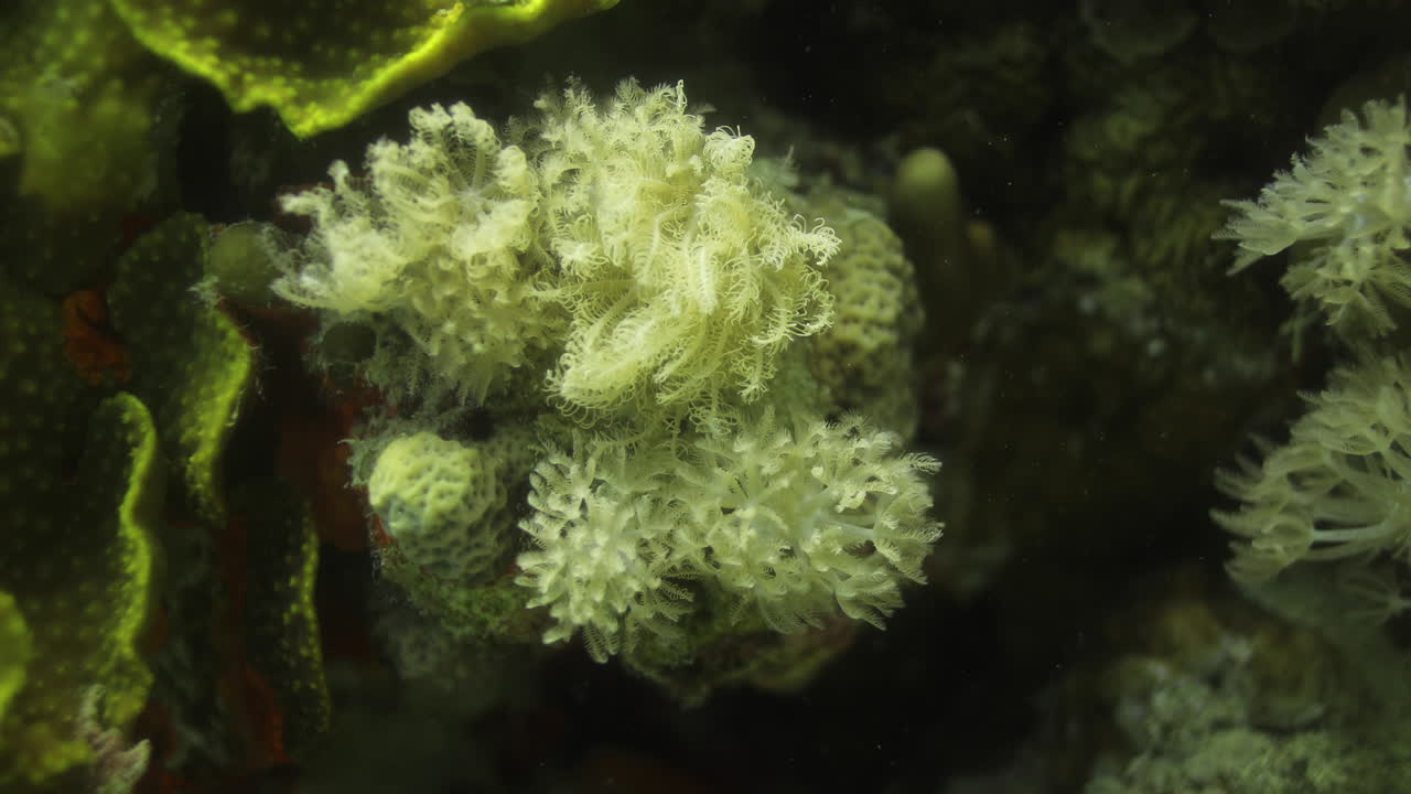 кораллы в рифе красного моря