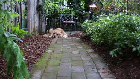 dolly tiro tire hacia atrás de un golden retriever