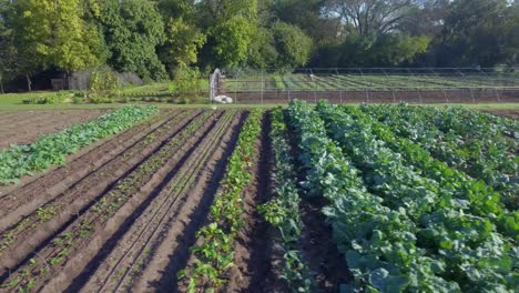 aerial: pan across rows of vegetables on a farm