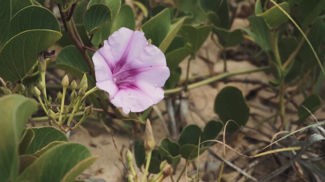 Slow motion shot of small purple flower at the beach blowing in the wind.