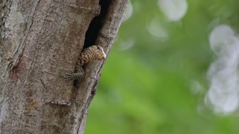 sleeping as its head is out then opens its eyes to look down, clouded monitor lizard varanus nebulosus, thailand