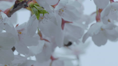 bee mid-flight as it approaches delicate white cherry blossoms