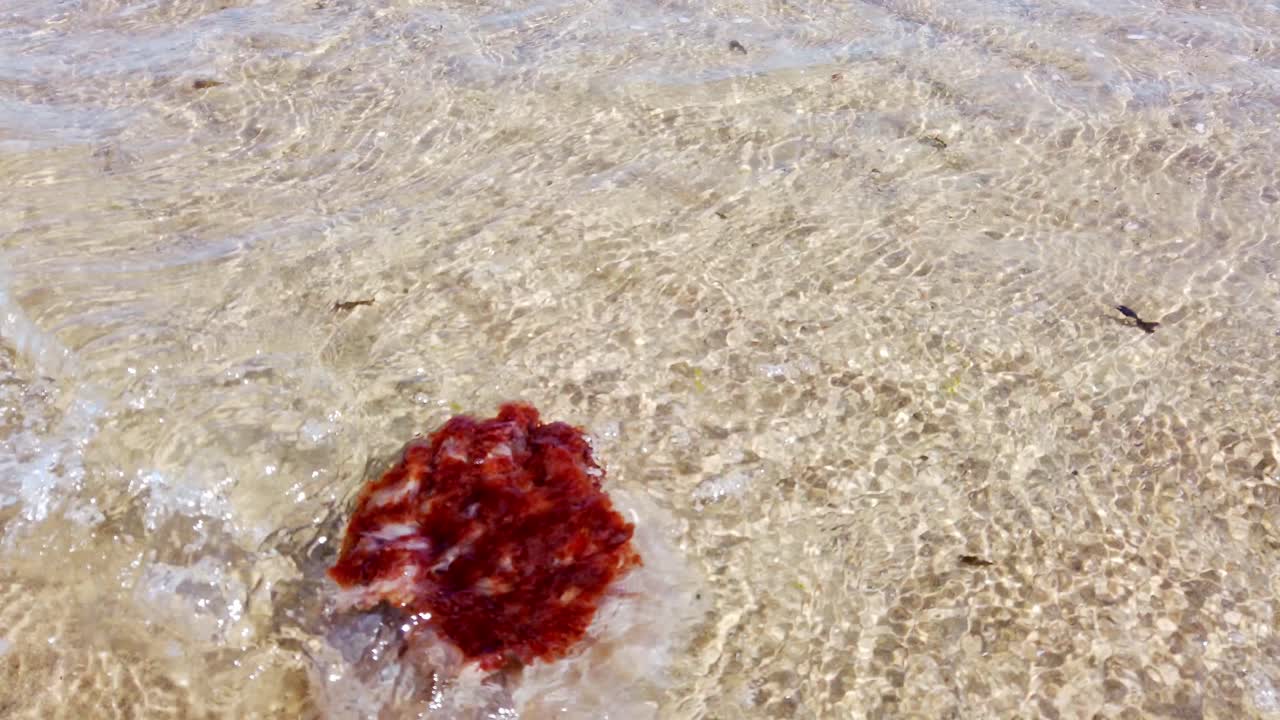 Transparent Nomad jellyfish drifting underwater in shallow clear warm Welsh shimmering ocean tide