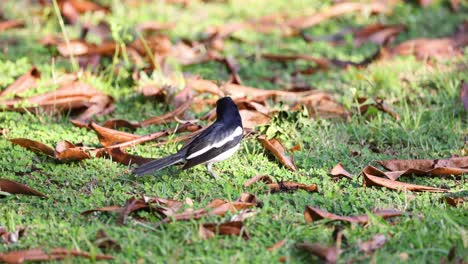 bird hopping on grass searching for food