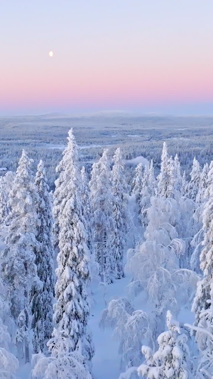 Vertikalt dronebillede gennem sneklædt skov, mod månen, polarnat i Lapland