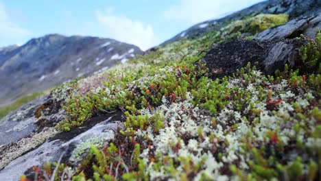 arctic tundra. beautiful nature norway natural landscape.