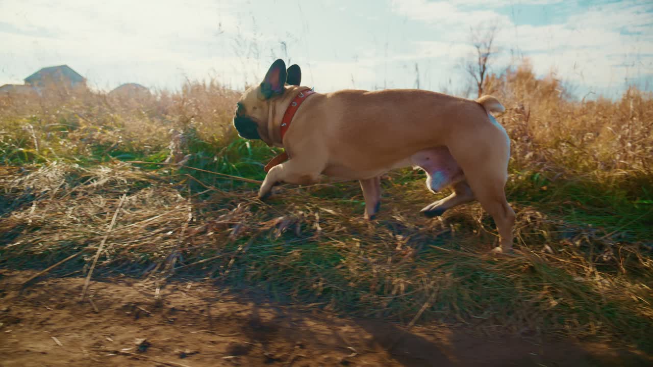 En leken og nysgjerrig hund utforsker et pulserende jorde, og viser gleden og friheten ved utendørseventyr mens den leter gjennom høyt gress og soler seg i det vakre sollyset, og fanger perfekte øyeblikk av hunde lykke